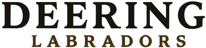 Deering Labradors