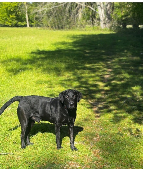 Deering Labradors – Stud Dog Kent